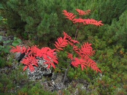 �������� ������, 15 ������� 2004