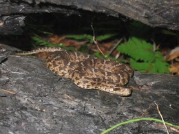 �����������, �������� ������, 18 ������� 2004