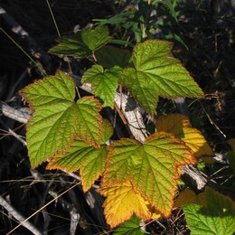 �������� ������, 18 ������� 2004