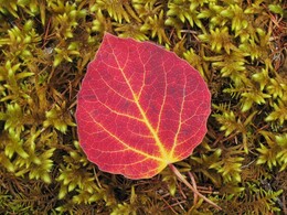 �������� ������, 25 ������� 2004