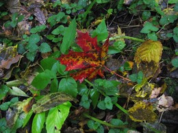 �����������, 10 ������� 2004