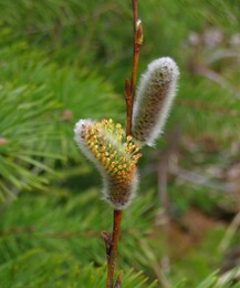 ����� �� ����� ��������� �������������, 5 ��� 2005