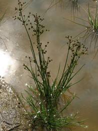 ����� � ����� �., ���� �. � ������� �. �� ���������� � �������, 2 ���� 2005