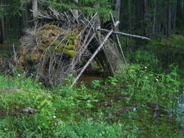 ����� �� ��������. ������� ����, 25 ���� 2005