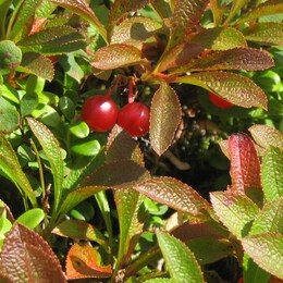 ����� � ����������� ����. �������, 18 ������� 2005