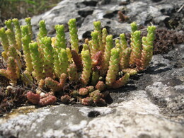 �������� �������, 26 ��� 2007