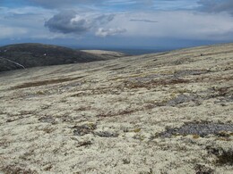 ����� RedFox AR, ������, 11 ���� 2007