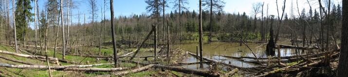 �����������, 26 ������ 2008