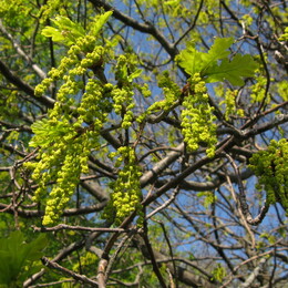 �����������, 3 ��� 2008