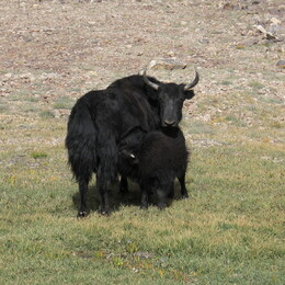 ���, ������-���������� ������, �����, 11 ������� 2008