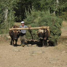 � ������ ���� ����, �����, 31 ������� 2008