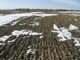 �����������, 11 ������ 2009