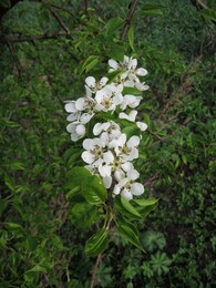 �����������, 10 ��� 2009