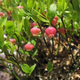 �������� �������, ������������ ������, 9 ���� 2009