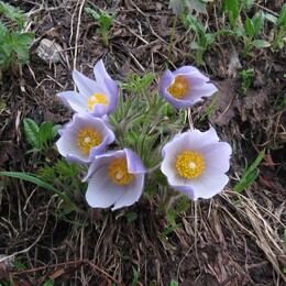 ������������ ������, 20 ���� 2009