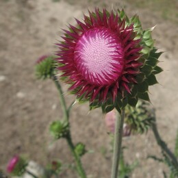 ������������ ������, 20 ���� 2009