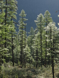 ����-������� ������, 2 ������� 2009