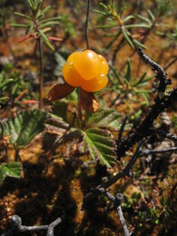 ����-������� ������, 2 ������� 2009