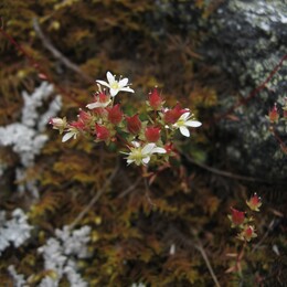 ������-������� ������, 3 ������� 2009