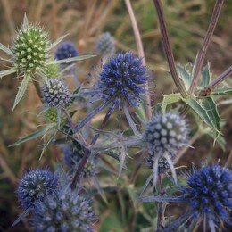 ������������, �����������, 22 ������� 2009