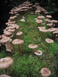 �����������, 5 �������� 2009