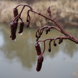 �����������, 14 ������ 2009