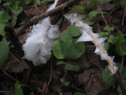 ������� ������, �����������, 5 ������� 2009