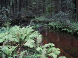 �����������, 29 ������� 2010