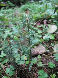 �����������, 29 ������� 2010