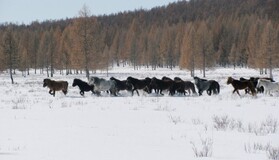 ������ � ���������� ���������, ��������, 4 ����� 2011