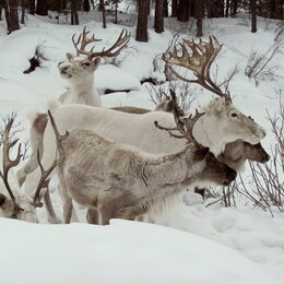 �����, ��������, 11 ����� 2011