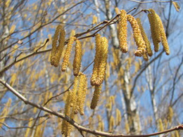 �����������, 23 ������ 2011