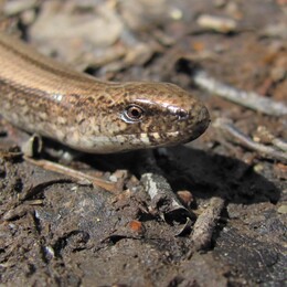 �������� �������-��������, ����������� �������, 7 ��� 2011