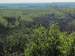 ����������� �������, 8 ��� 2011