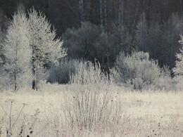 �����������, 6 ������ 2011