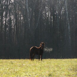 �����������, 6 ������ 2011