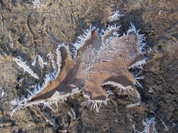 �����������, 6 ������ 2011