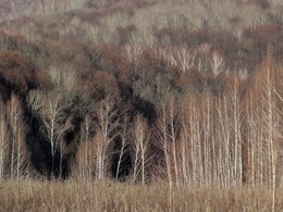 �����������, 6 ������ 2011