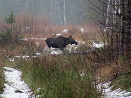 �����������, 26 ������ 2011