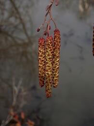 �����������, 15 ������ 2012