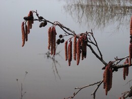 �����������, 15 ������ 2012