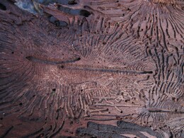 �����������, 15 ������ 2012