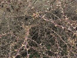 ���������� ������, �����������, 24 ������ 2012