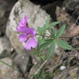 ���������� ������, �����������, 26 ������ 2012