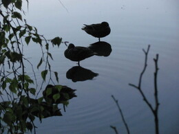 �����, ���������, 26 ���� 2012