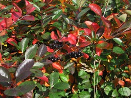 �����, ���������, 30 �������� 2012