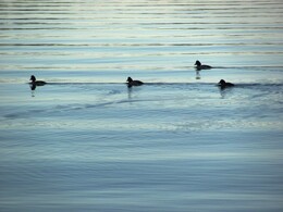 �����, ���������, 28 ������� 2012