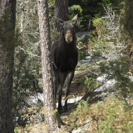 ���������, 20 ������ 2013