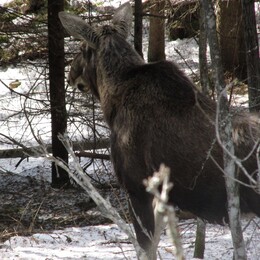 ���������, 20 ������ 2013