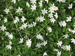 ���������, 12 ��� 2013